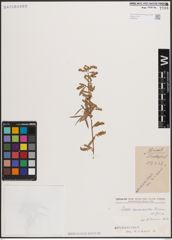 Foto von Salix carmanica Bornm.